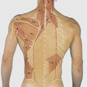 Corso di Anatomia Palpatoria