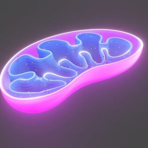 Kinesiologia integrata e mitocondri: nuove strategie per il riequilibrio funzionale sistemico