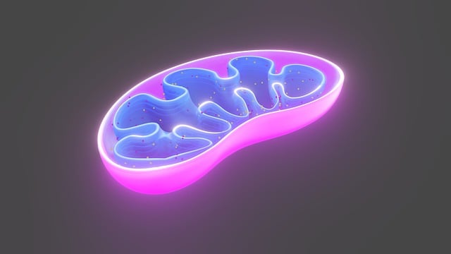 Kinesiologia integrata e mitocondri: nuove strategie per il riequilibrio funzionale sistemico